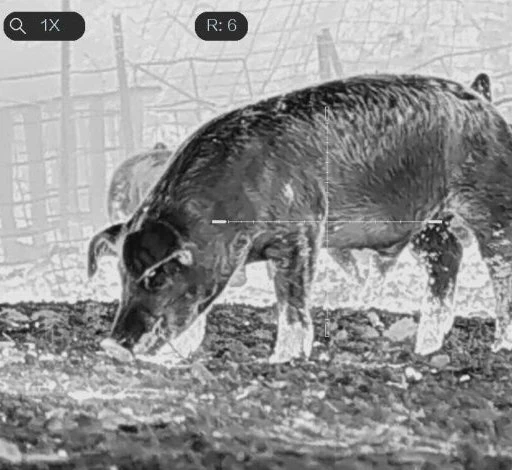 Hog rooting in black hot thermal view with the Riddik reticle