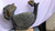 Hen