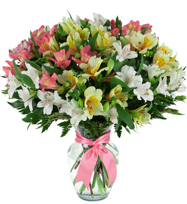 Alstroemeria (Set of 6)