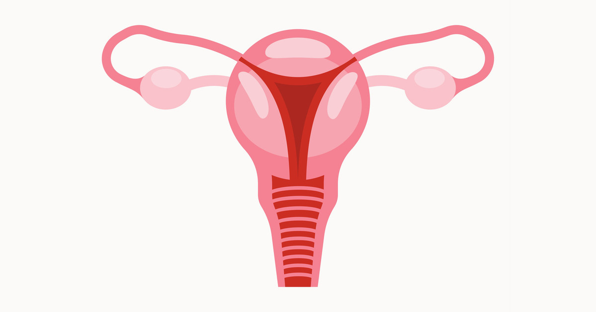 Illustration of the uterus, fallopian tubes and ovaries