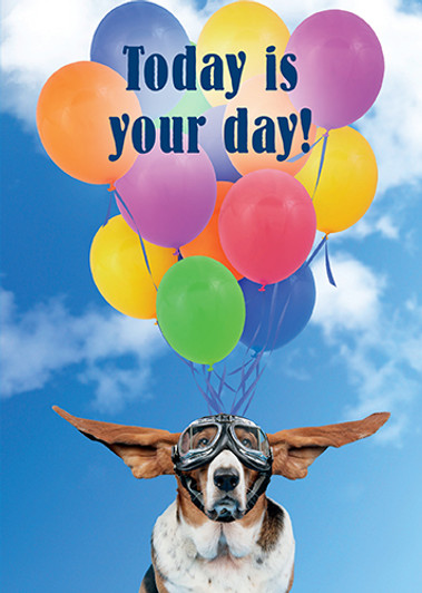 Basset grandson birthday card Basset grandson birthday card