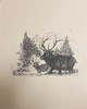 Elk in wilderness sketch by Joseph Matose 8"x 11"