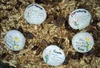 Garden Stone with Inspirational Message  Friends and Flowers in the Garden of Life- Lightweight Resin