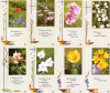 Custom Print Scripture Verse Flower Prayer Cards (Custom set of 8)