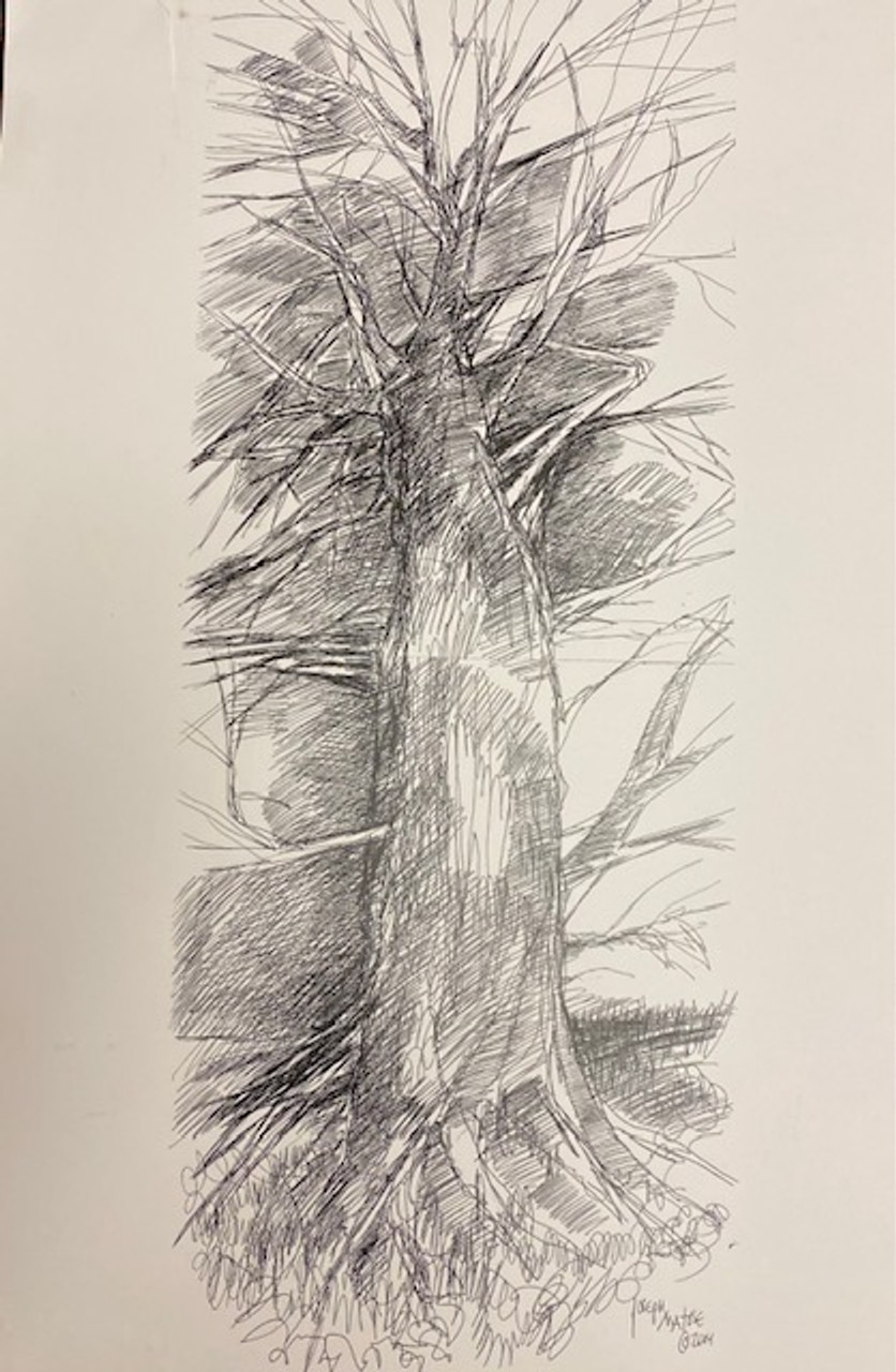 Old Tree sketch by Joseph Matose 11"x 16.5"