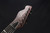 Chapman ML3 Pro BEA Rabea Massaad Signature MINT USED
