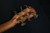 Cole Clark Angel 3 Series Redwood with Rosewood Back and Side - 407