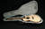 2025 NEW NECK Furch Red Pure Gc-LC Grand Auditorium Cutaway Alpine Spruce Top / Cocobolo 708