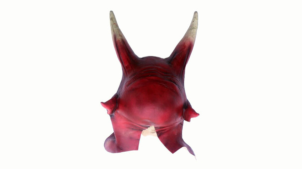 Top View