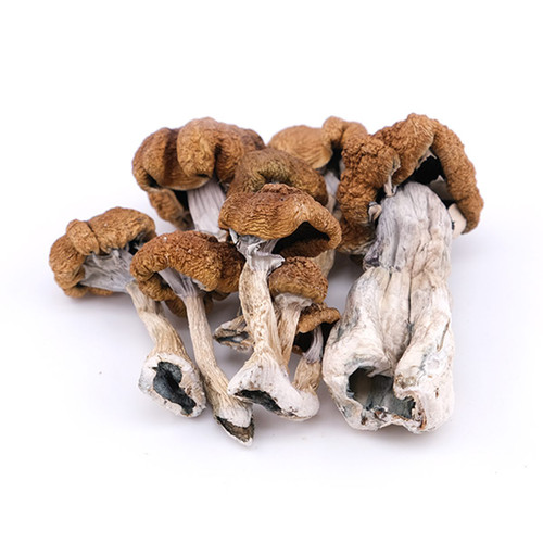 GOLDEN TEACHER MAGIC MUSHROOMS