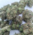 Death Tuna INDICA THC: 31.69%  GRADE AAAA+