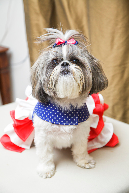 Primrose's Ruffled Corset Princess Dress for Small Breed Dogs PDF