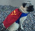 Cameron's Cape Set for Small Breed Dogs PDF Pattern