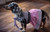 Hadleys Halter Dress for Small Breed Dogs PDF Pattern