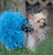 Miki's Rock Star Petti Tutu Small and Large Breed Dog Sizes PDF Pattern