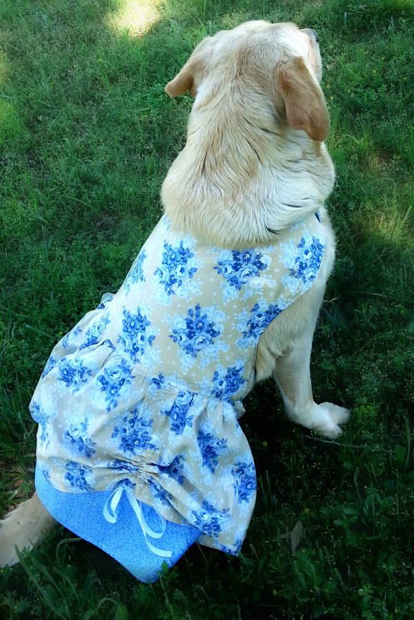 Poppy's Peekaboo Dress for Small and Large Breed Dogs PDF Pattern