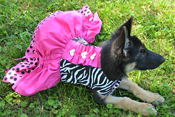 Poppy S Peekaboo Dress For Small And Large Breed Dogs Pdf Pattern