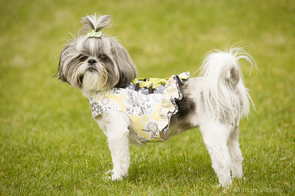 Charlotte's Corset-Style Small Breed Dog Harness Top PDF Pattern 