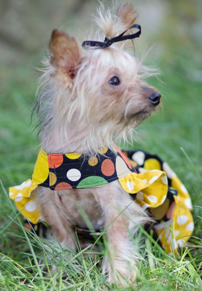 LaRae's Scalloped Dress for Small Breed Dogs PDF Pattern