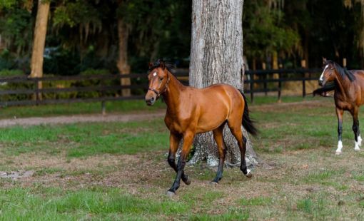 Shop Equine Products