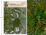 Green Moss 42.5g (1.5oz) Decorative/For Nativity Scenes. Pbh., MOQ:12