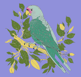 Canvas Painting Set-Parrot