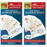 Flash Cards-The Human Body (Male/Female)