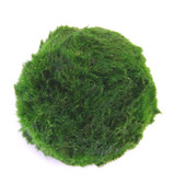 Moss Ball  3.54"