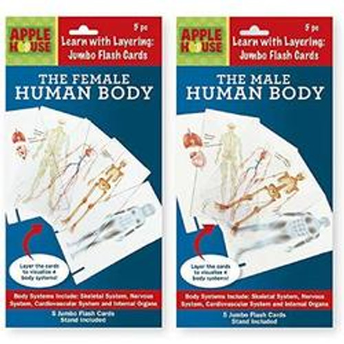 Flash Cards-The Human Body (Male/Female)