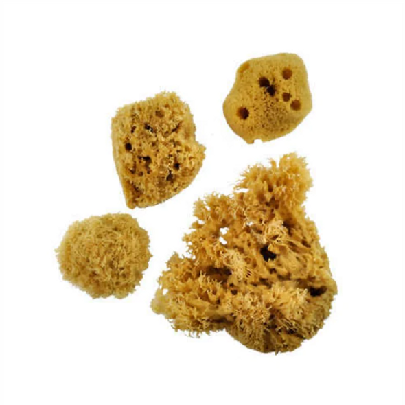 Sponge Set