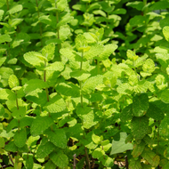 Magnificent Mints! Delightful Mint Varieties
