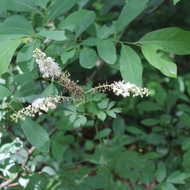 The Top 3 Herbs for Menopausal Symptom Relief