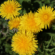 Discover the Amazing Benefits of Dandelion