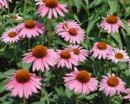 Discover Echinacea - Immune System Support