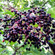 ​Elderberry: Antioxidant For Immune Health
