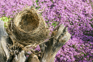 Coping With Empty Nest Syndrome Using Herbs