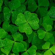 Lucky Herbs: Luck of the Irish