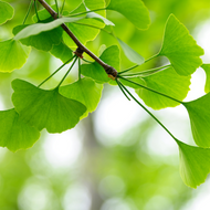 Herbs & Oils to Help You Live a Purpose-Driven, Heart-Centered Life