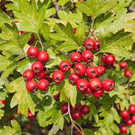 Love Your Heart With Herbs