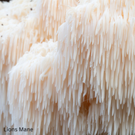 Unlocking the Power of Medicinal Mushrooms: Health Benefits from the Forest Floor