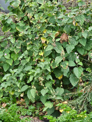 As Seasons Shift: Harvesting Roots and Spiritual Protection