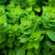 Oregano Oil:  A Valuable Herbal Ally
