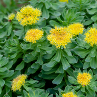Herbs for the Overworked Adrenal Glands: Restoring Balance Naturally