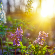 Rituals For Spring Renewal