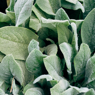 Herbs of June - What Is Thriving This Season