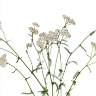 The Best Herb To Grow For Emergencies: Yarrow