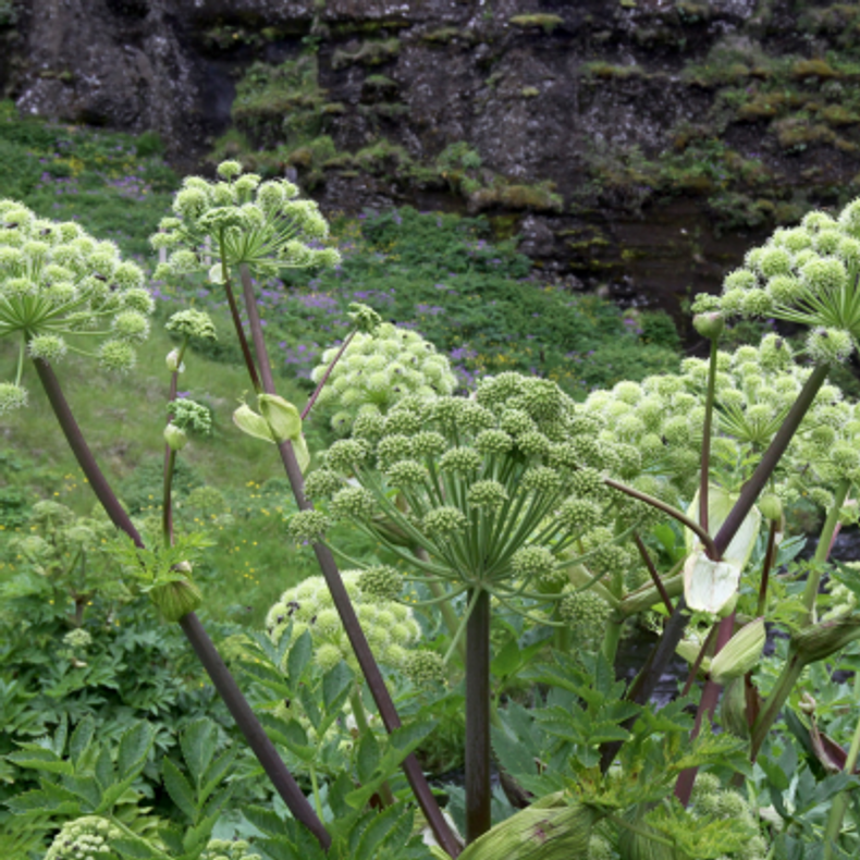 5 Powerful Herbs for Spiritual Protection