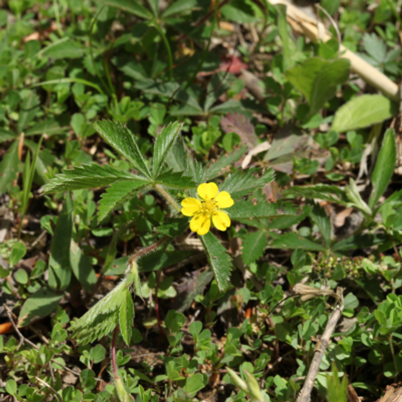 Herbs For Prosperity