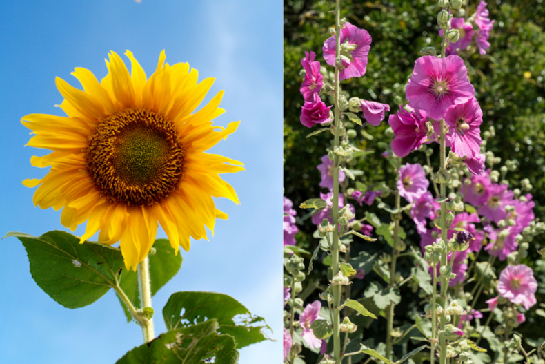 The Herbs of Leo: Summertime Herbal Bounty
