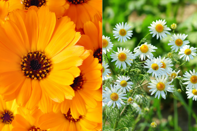 Cool For The Summer:  Summer Calming Herbs